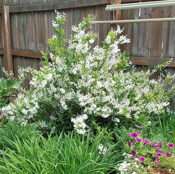 Dwarf Nikko Deutzia