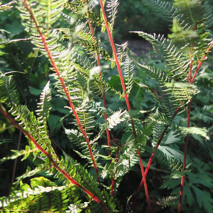 Lady in Red Fern, Northern Lady Fern