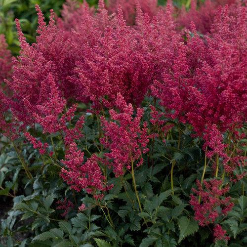 Montgomery Japanese Astilbe