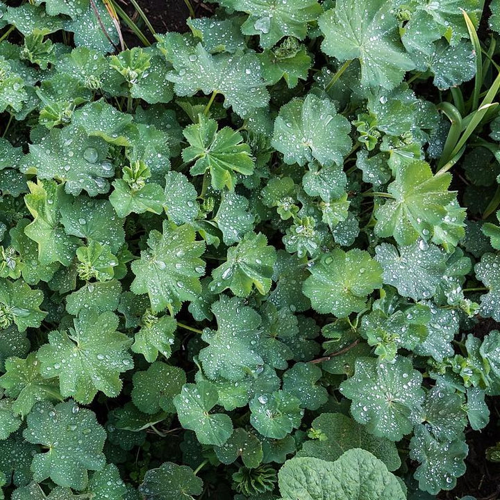 Lady's Mantle