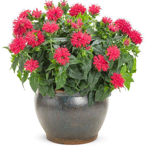 Pardon My Cerise Bee Balm