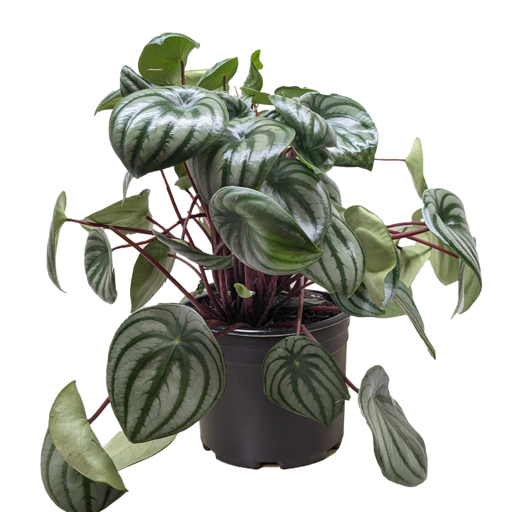 Peperomia Watermelon