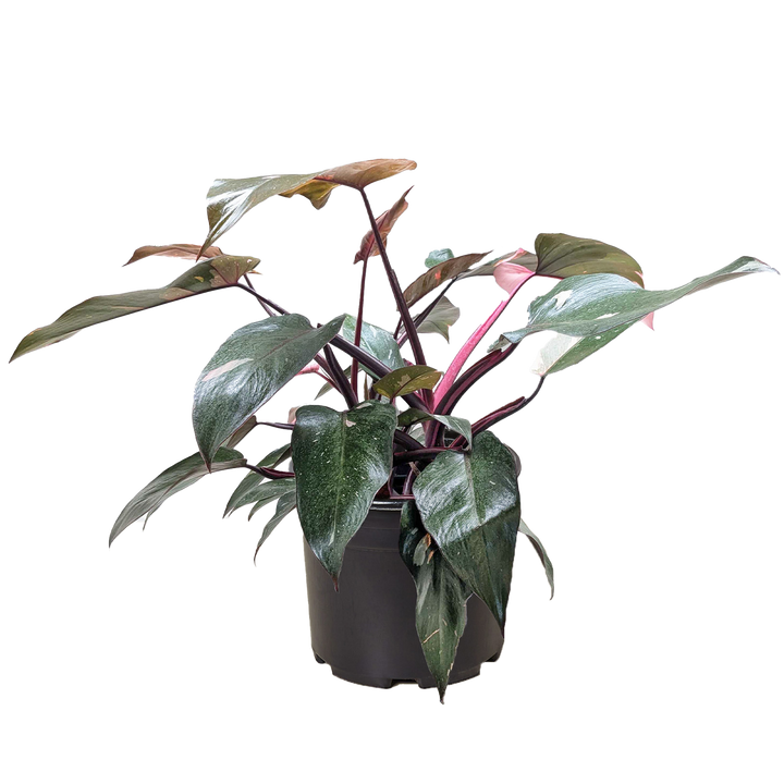 Philodendron 'Pink Princess'
