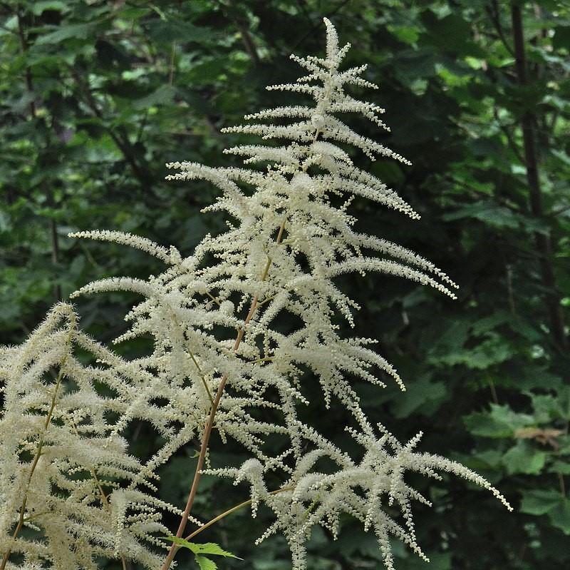 Aruncus dioicus  - Goat's Beard
