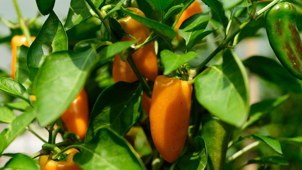 8" TP Pepper - Fresh Bites Orange