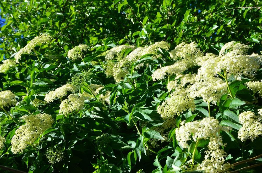 3G Sambucus Canadensis 'Wyldewood' - Elderberry - 1014678