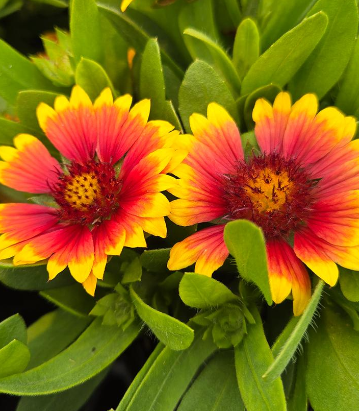 1G Gaillardia Gusto 'Sweet Chili' - Blanket Flower - 1027752