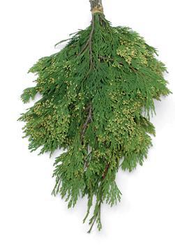 Greens - Incense Cedar Boughs by the Pound 5006