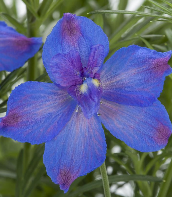 1G Delphinium Grandiflorum Hunky Dory 'Blue' - 1022841