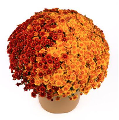 12" TP Combination Mum Patio Pot # 25 - Beverly Bronze / Beverly Dark Bronze / Beverly Orange