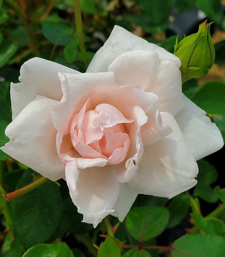 3G Rose Bush - 'New Dawn' Pink Climbing Rose - 1002402