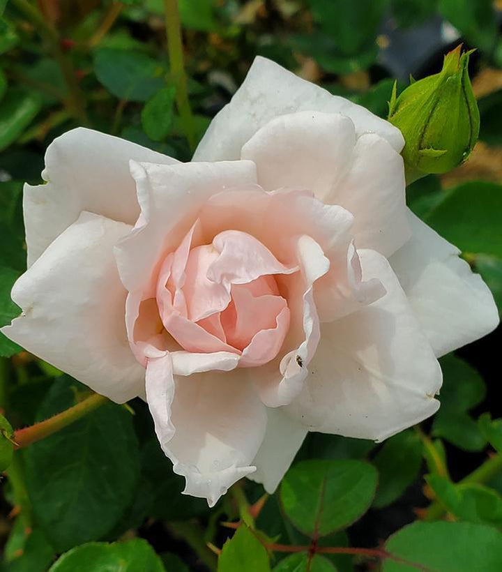 3G Rose Bush - 'New Dawn' Pink Climbing Rose - 1002402