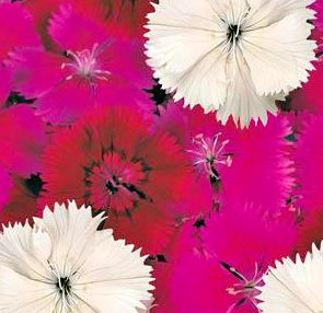 804 - 4 Pack Dianthus - Floral Lace Merlot Mix