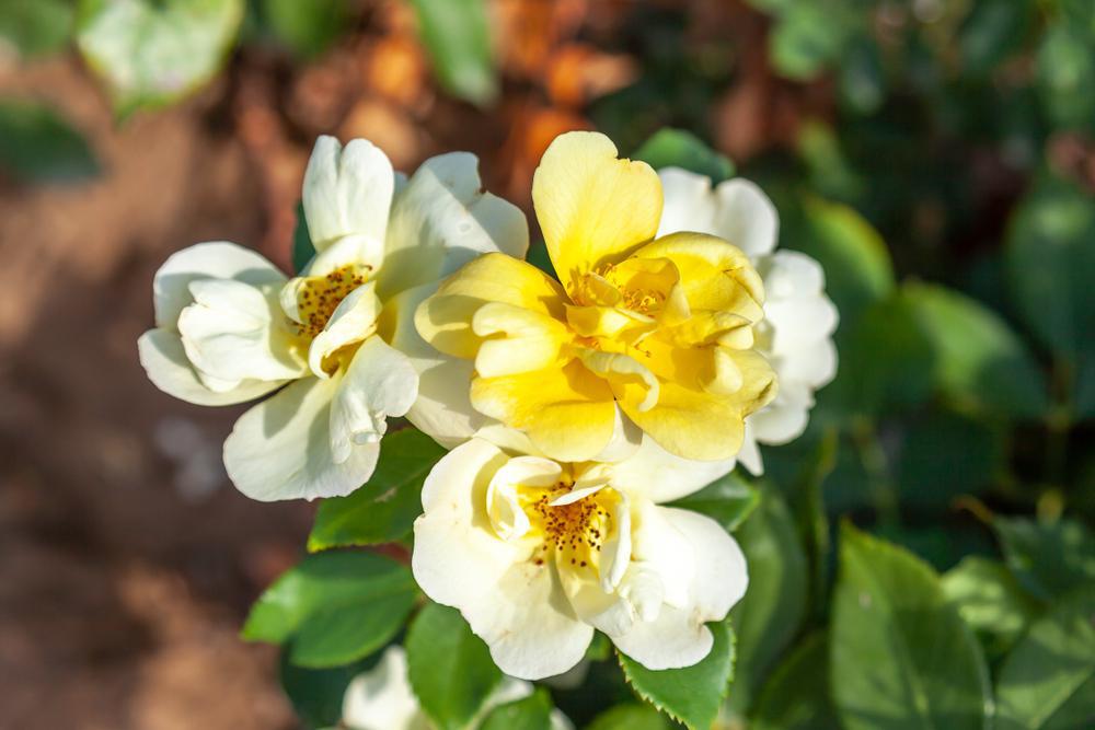 2G Rosa 'Sunny Knock Out' Sunny Knock Out® Rose: Patent PP18,562