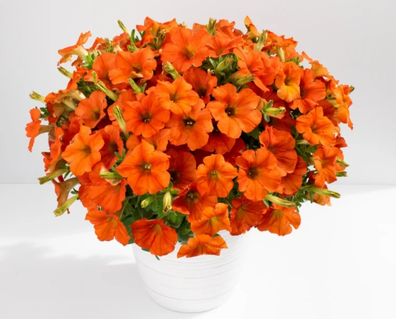 6" Petunia `Inferno the Orange!` - 1027561