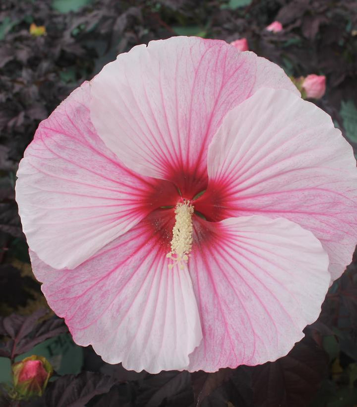 3G Hibiscus 'Starry Starry Night' Starry Starry Night Hibiscus: Patent PP27,901 1008479