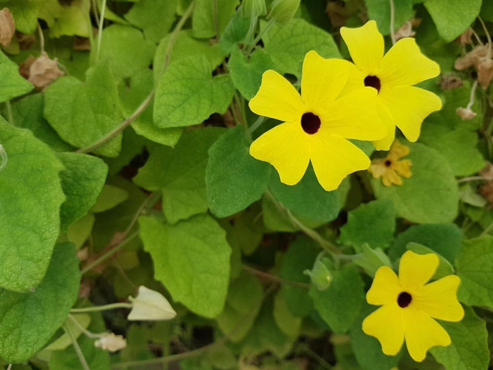 10" HB Thunbergia Hanging Basket