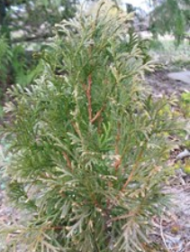 6G Thuja occidentalis - Art Boe - North Pole Arborvitae - 88110-0800