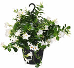 10" HB Mandevilla Small Leaf Vining White - G3465