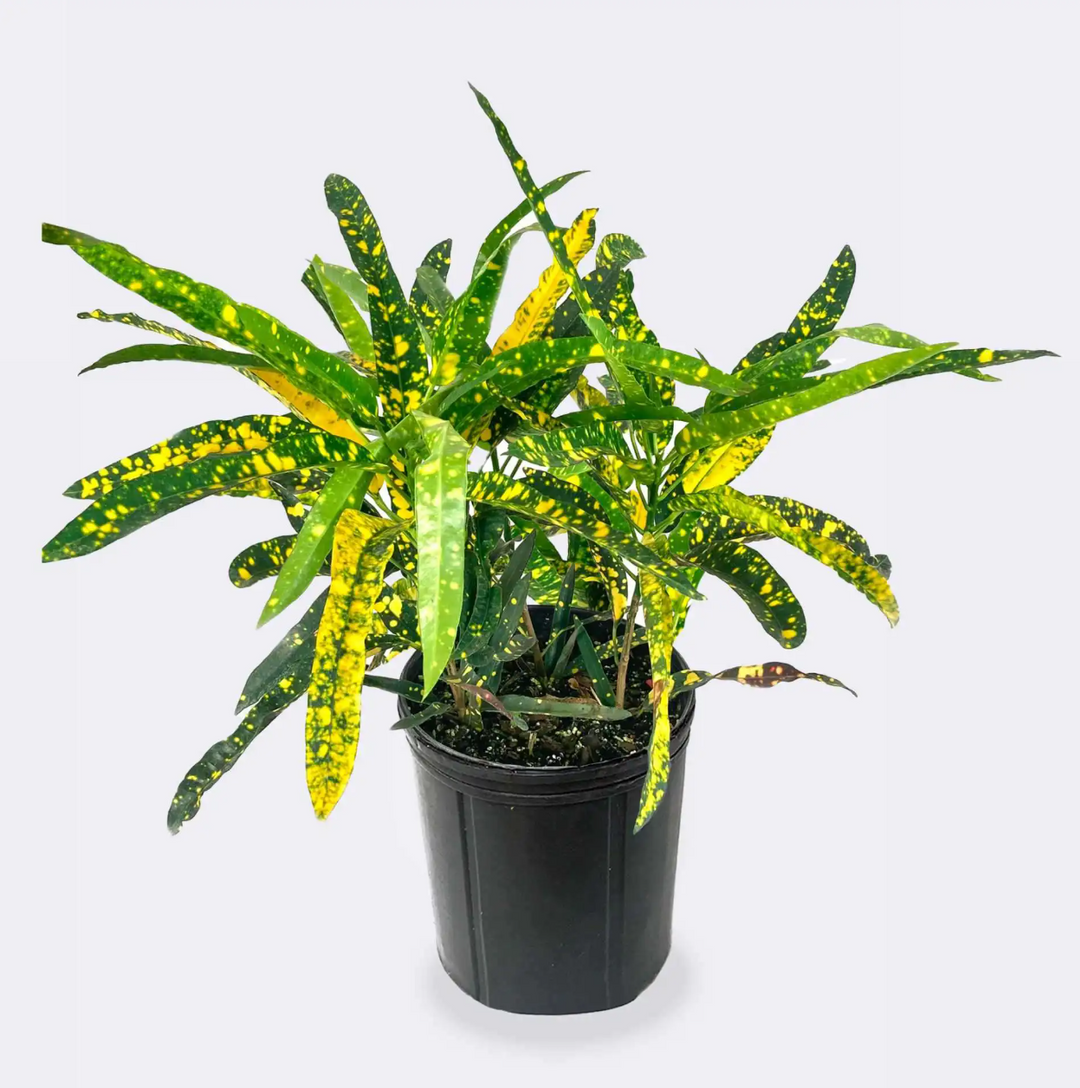 10" Croton - Sloppy Painter - T5359