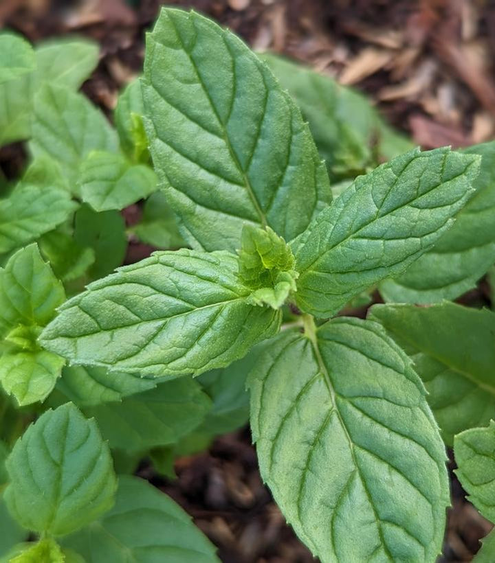 1G Mentha Spicata 'Spearmint' - 1001305