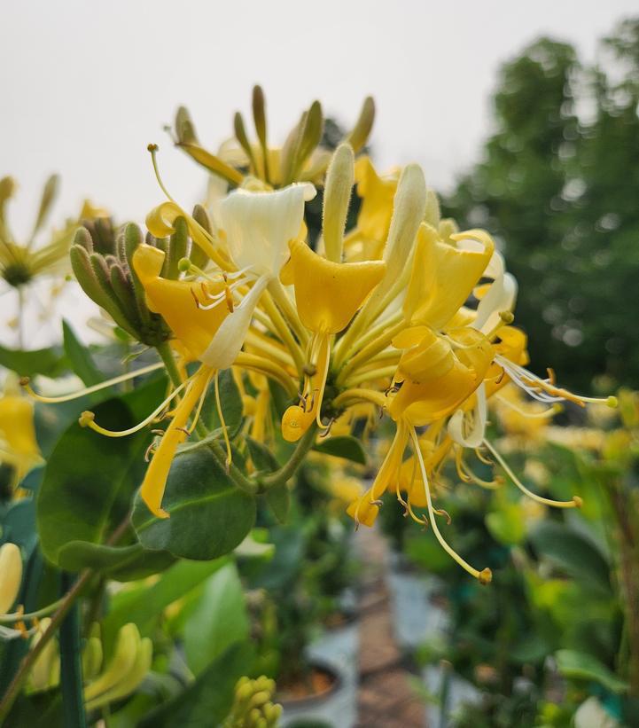 2G Lonicera Periclymenum 'Scentsation' - Honeysuckle - 1005857