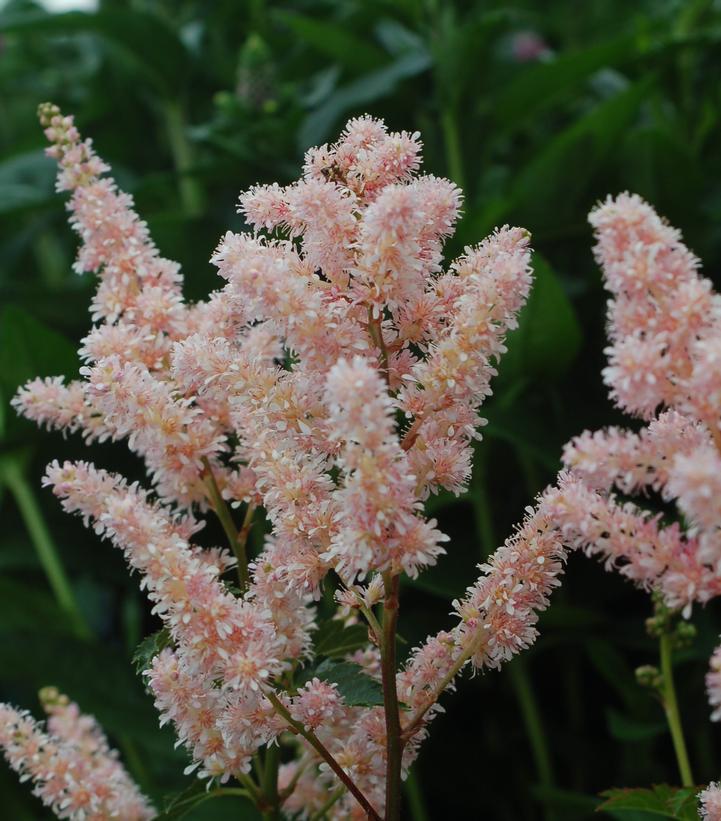 1G Astilbe 'Peach Blossom'  - False Spiraea - 1000439