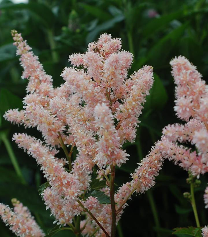 1G Astilbe 'Peach Blossom'  - False Spiraea - 1000439