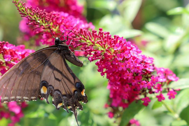 3G Buddleia X 'Miss Molly' Miss Molly Butterfly Bush (Summer Lilac): Patent PP23,425 1005106