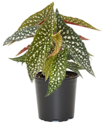 4" Begonia Rex - White Maculata - T4455