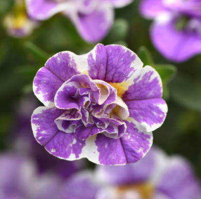 4.5" Calibrachoa (million bells)