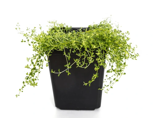 4" Herb - Thyme - Lemon Varigated