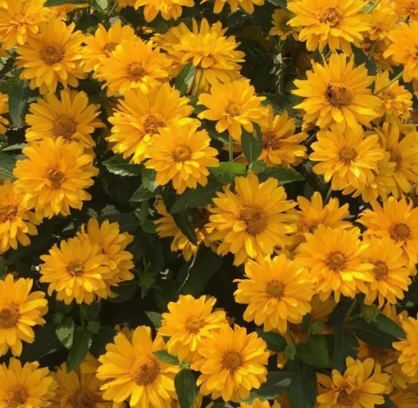 1G Heliopsis Helianthoides 'Athena Gold' - False Sunflower - 1029867