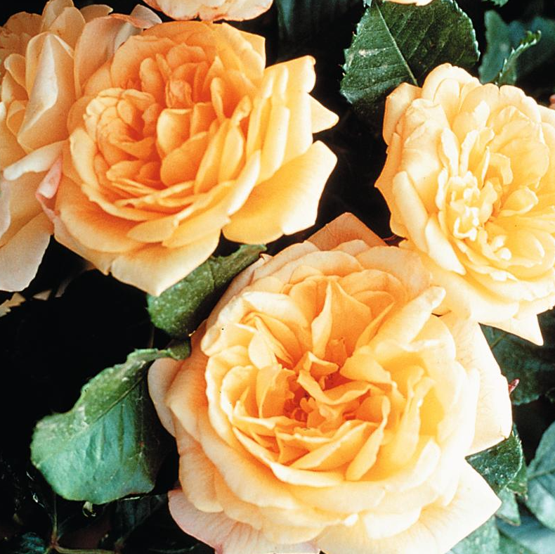 3G Rosa 'Garden Sun' - Yellow Climbing Rose - 1012774