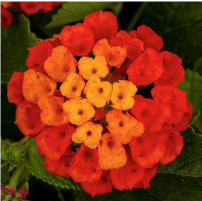 8" TP Lantana
