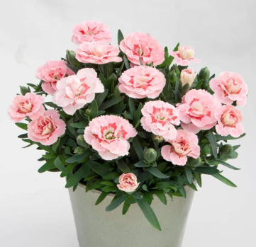4.5" Dianthus - Oscar Pink