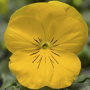 8.5" Pansy in Decorative Color Pot - Delta Speedy Yellow