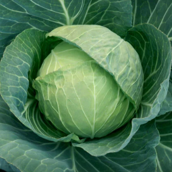 3.5" Veggie - Cabbage - Stonehead