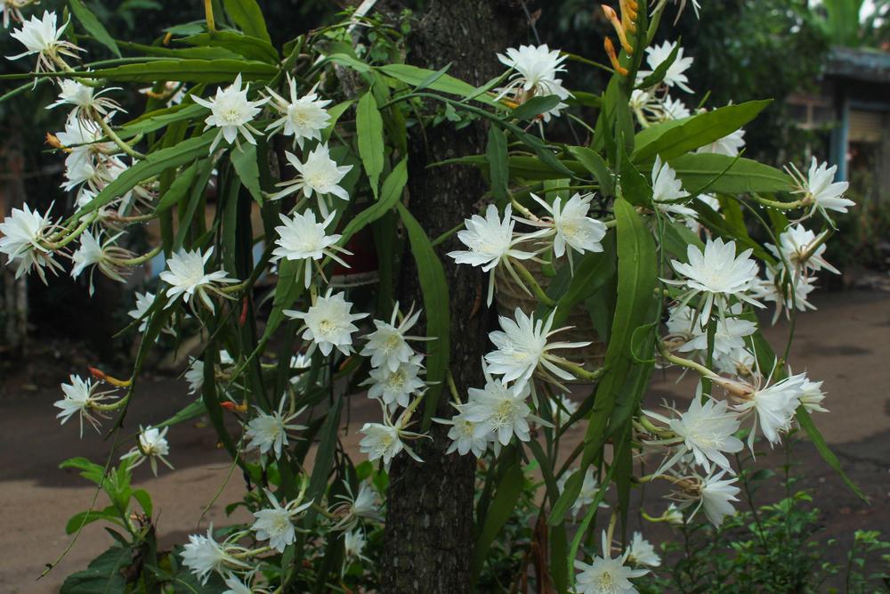6" HB Epiphyllum Anguliger (The Wijaya Kusuma Flower or also called the Wiku Flower blooms beautifully)