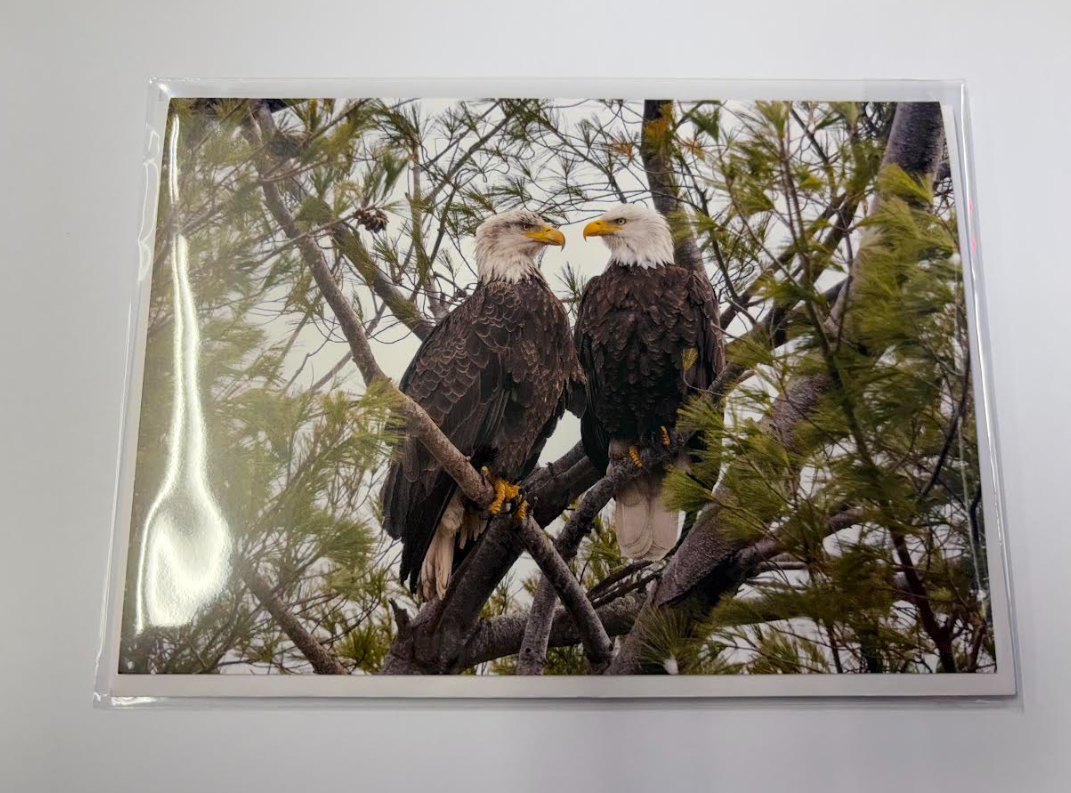 Mating Pair Bald Eagles - Greeting Card w/ Envelope