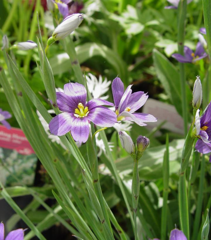 1G Sisyrinchium Angustifolium 'Lucerne' - Blue-Eyed Grass - 1003346