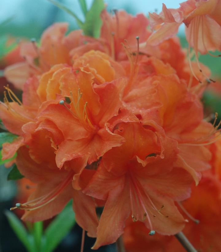 2G Azalea 'Mandarin Lights' - Deciduous - 1001712