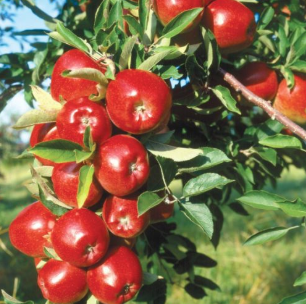 5G Apple Tree - Red Delicious - 5070