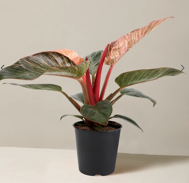4" Philodendron - Birkin Pink - T12218