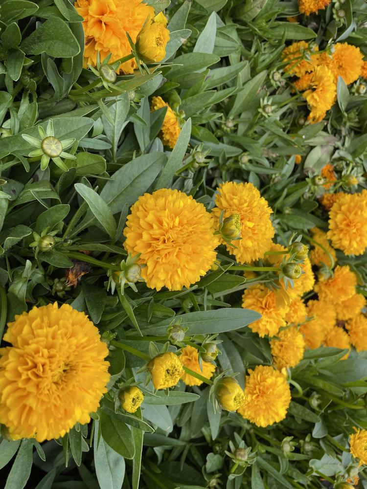8" Coreopsis Solanna 'Golden Sphere' - Tickseed - 1015137