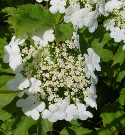 3G Viburnum Trilobum - 92300-0300