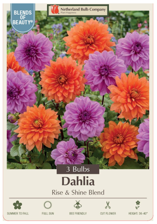 Dahlia Rise and Shine Blend Bulbs - 3 Count  - 2382910779
