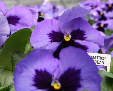 804 Pansy - Matrix Ocean