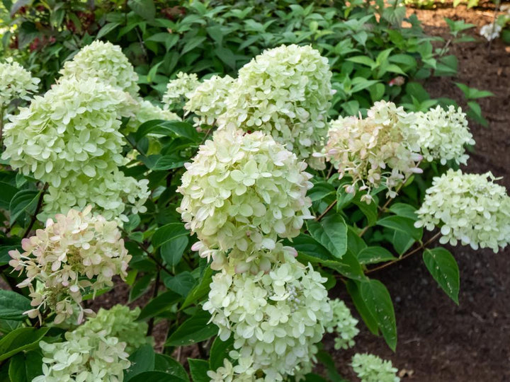 3G Hydrangea Paniculata 'Little Lime' - 1004548