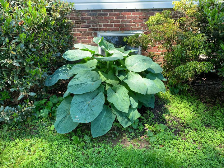 1G Hosta Hybrid Shadowland 'Empress Wu' - 1005374